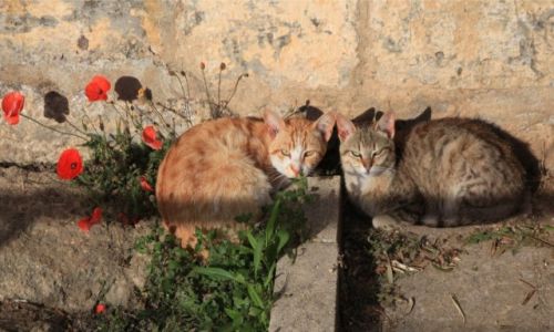 Zdjcie MALTA / Malta  srodkowa / urrieq / Kady na swoim