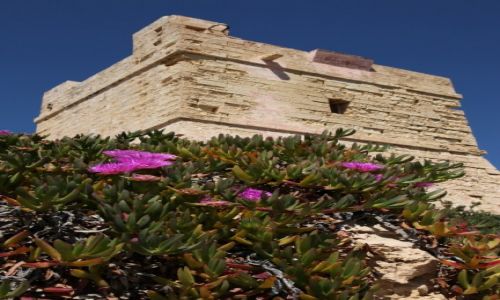 Zdjcie MALTA / Zurrieq / Klify Dingli / Wiea