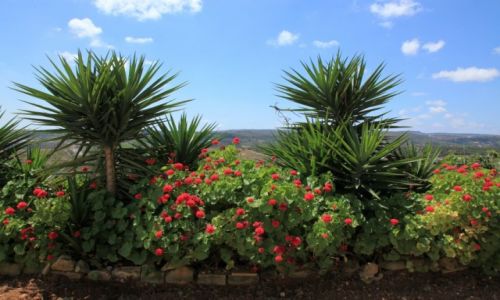 Zdjcie MALTA / Melieha / Golden Bay / Prawie jak w naszych oknach