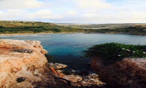 Zdjcie MALTA / Melieha / Golden Bay / Zatoczka