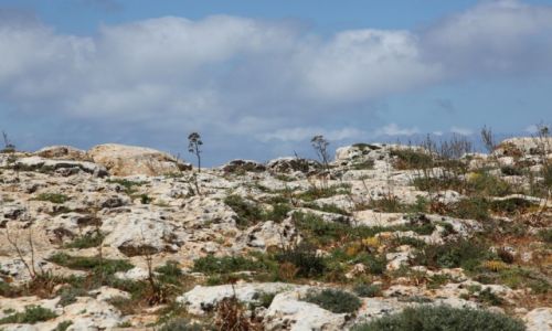 Zdjęcie MALTA / Zurrieq / Klify Dingli / Skalne ogrody