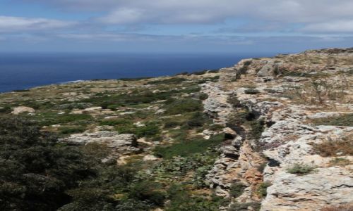Zdjcie MALTA / Zurrieq / Dingli / Spacer wzdu klifw