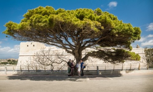 Zdjecie MALTA / Valletta / Valletta / W cieniu wielkiego drzewa
