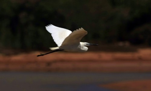 Zdjcie MALTA / Malta / Malta / Egretta Alba