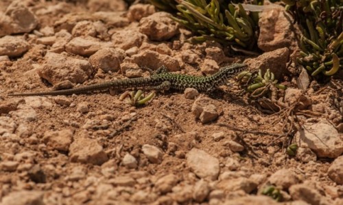 Zdjęcie MALTA / Comino / wyspa / Jaszczurka