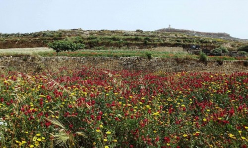 Zdjcie MALTA / Gozo / Ta'Pinu / Pole
