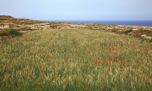 Zdjcie MALTA / Gozo / Wied il-Ghasri / Uprawy na klifie