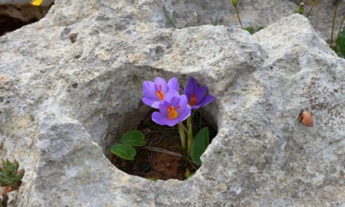 Zdjecie MALTA / poudniowe wybrzee / okolice Had - Dingli / W naturalnej doniczce
