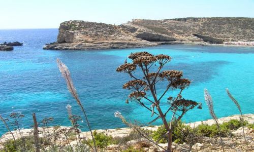 Zdjęcie MALTA / comino / comino / kminek