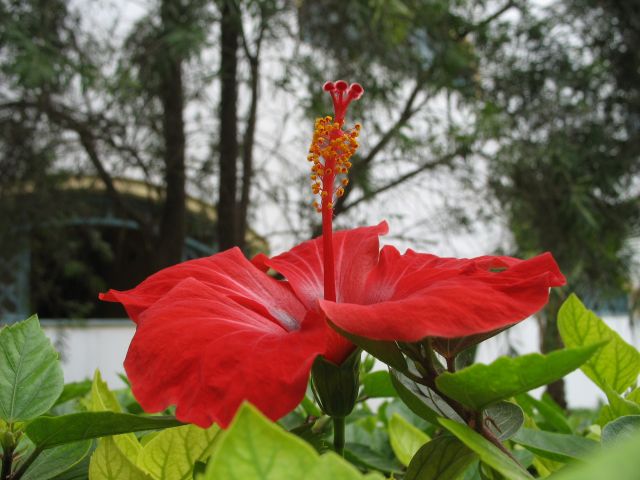 Zdjęcia: Agadir, hibiskus z Maroka, MAROKO Zdjęcia: Agadir, hibiskus z Maroka, MAROKO