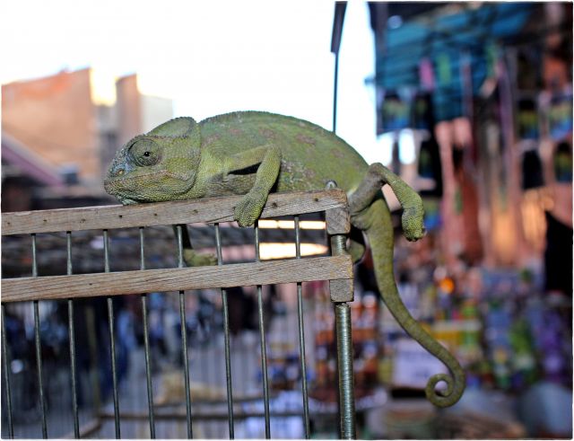Zdjęcia: Marakesz, ., kameleon, MAROKO Zdjęcia: Marakesz, ., kameleon, MAROKO