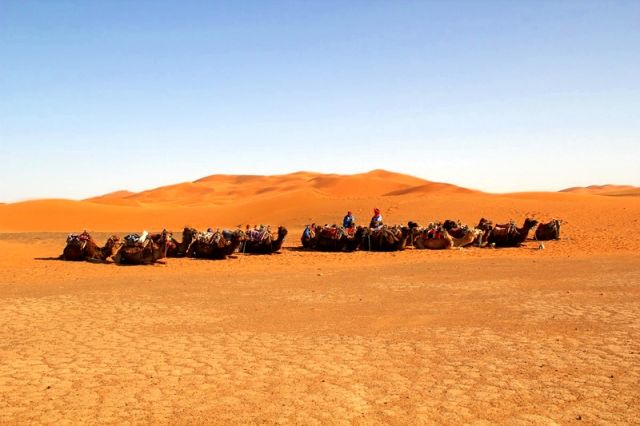 Zdjęcia: okolice Erfoud, południowo-wschodni Tafilalt, Sahara. Wielbłądy czekają., MAROKO Zdjęcia: okolice Erfoud, południowo-wschodni Tafilalt, Sahara. Wielbłądy czekają., MAROKO