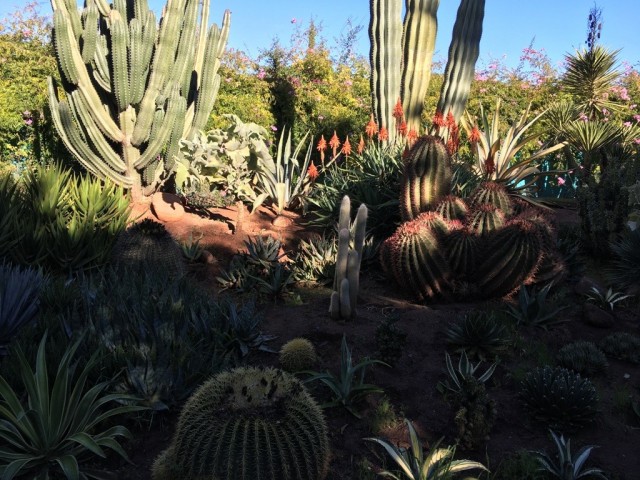 Zdj cia: Okolice Marrakeszu- Anima, Okolice Marrakeszu, Anima - ogród -kaktusy, MAROKO Zdj cia: Okolice Marrakeszu- Anima, Okolice Marrakeszu, Anima - ogród -kaktusy, MAROKO