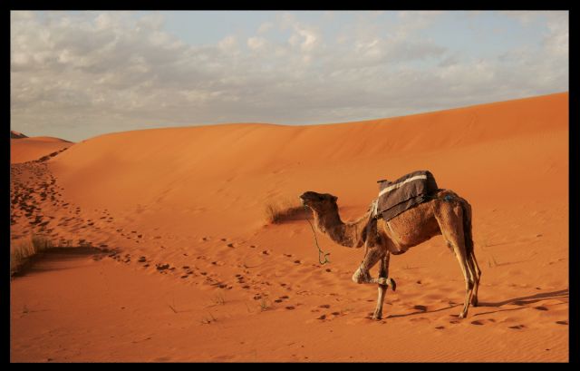 Zdjęcia: sahara, sahara, samotnosc dlugodystansowca, nie jest kolorowa, MAROKO Zdjęcia: sahara, sahara, samotnosc dlugodystansowca, nie jest kolorowa, MAROKO
