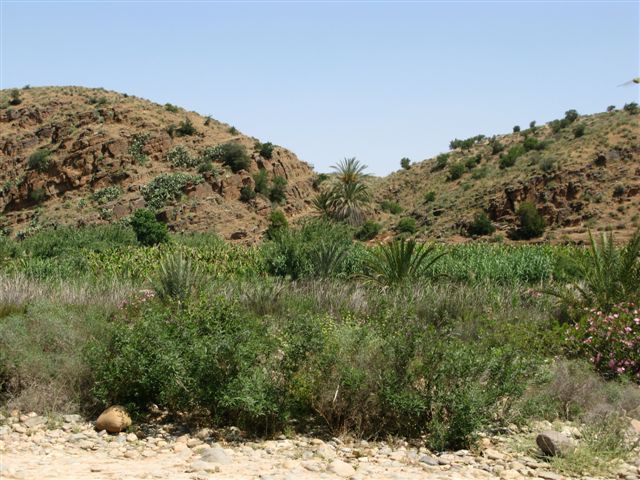 Zdjęcia: gory atlas, maroko, argan , MAROKO Zdjęcia: gory atlas, maroko, argan , MAROKO