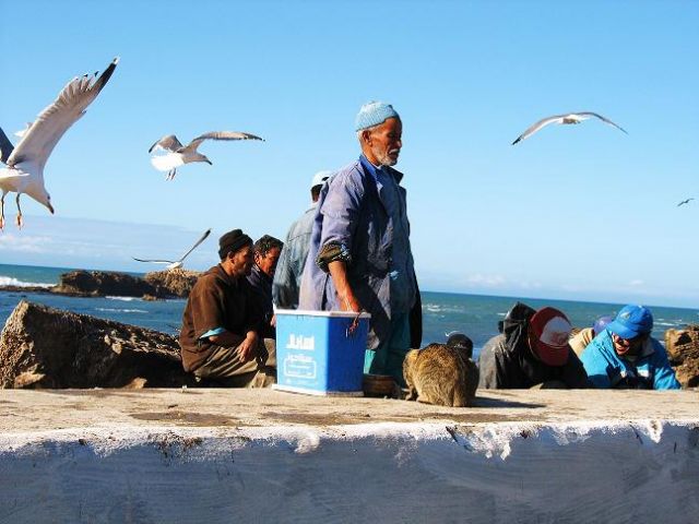 Zdjęcia: Essaouira, Rybak, MAROKO Zdjęcia: Essaouira, Rybak, MAROKO