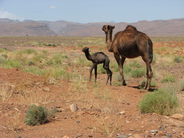Zdjęcia: w drodze, desert, MAtka z młodym, MAROKO Zdjęcia: w drodze, desert, MAtka z młodym, MAROKO