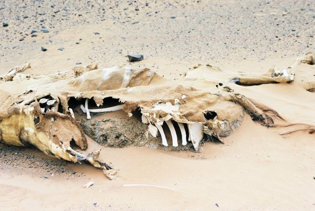 Zdjęcia: w drodze, desert, Memento mori...., MAROKO Zdjęcia: w drodze, desert, Memento mori...., MAROKO