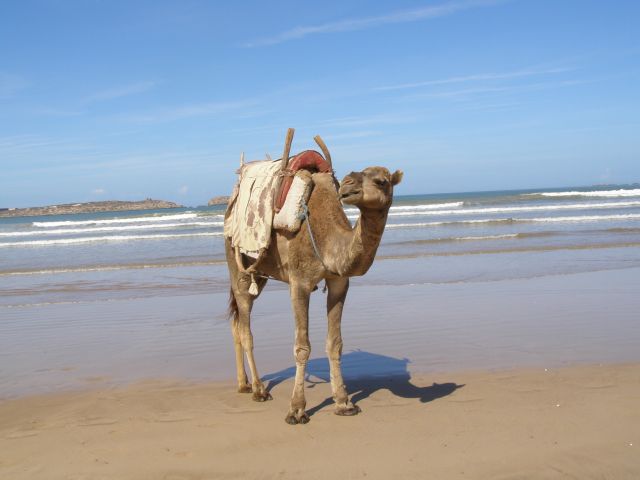 Zdjęcia: nad Oceanem, Essaouira, Dromader, MAROKO Zdjęcia: nad Oceanem, Essaouira, Dromader, MAROKO