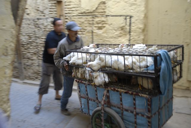 Zdjęcia: medina, essaouira, Tranport żywego towaru, MAROKO Zdjęcia: medina, essaouira, Tranport żywego towaru, MAROKO