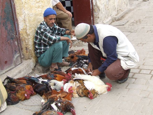 Zdjęcia: Fez, Fez, drób w Fezie, MAROKO Zdjęcia: Fez, Fez, drób w Fezie, MAROKO
