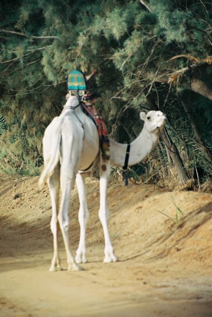 Zdjęcia: desert, Mhamid, albinos, MAROKO Zdjęcia: desert, Mhamid, albinos, MAROKO