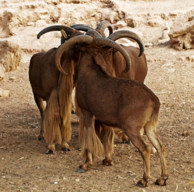 Zdjęcia: Agadir - ZOO, trzy rogacze, MAROKO Zdjęcia: Agadir - ZOO, trzy rogacze, MAROKO