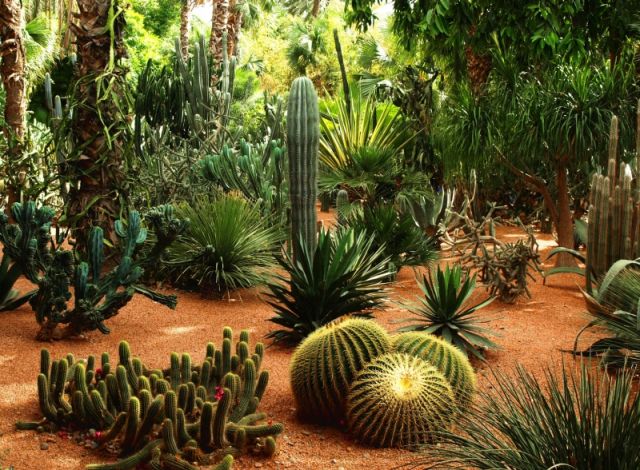 Zdjęcia: Marrakech, Ogród Majorelle Yves Saint Laurenta, MAROKO Zdjęcia: Marrakech, Ogród Majorelle Yves Saint Laurenta, MAROKO