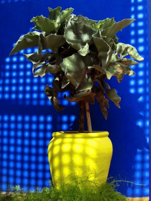 Zdjęcia: Marrakech, Ogród Majorelle Yves Saint Laurenta, MAROKO Zdjęcia: Marrakech, Ogród Majorelle Yves Saint Laurenta, MAROKO
