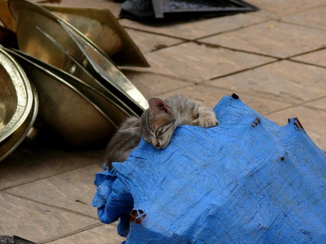 Zdjęcia: Marrakesh, Kotek, MAROKO Zdjęcia: Marrakesh, Kotek, MAROKO