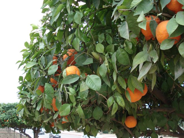 Zdjęcia: Marakesz, Marakesz, Pomarańcze w Marakeszu, MAROKO Zdjęcia: Marakesz, Marakesz, Pomarańcze w Marakeszu, MAROKO