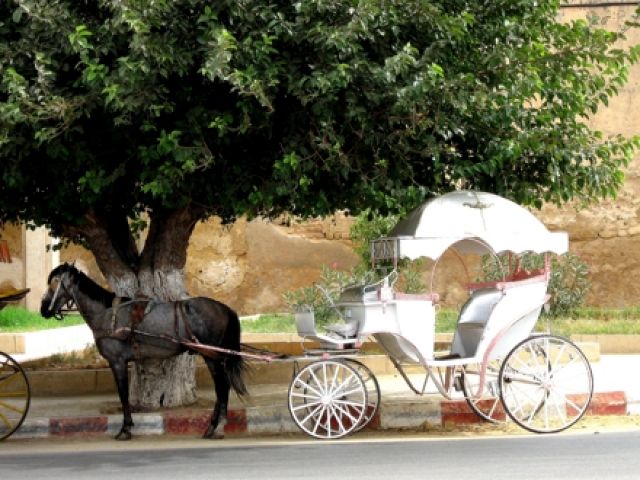 Zdjęcia: Meknes, może być taxi, MAROKO Zdjęcia: Meknes, może być taxi, MAROKO