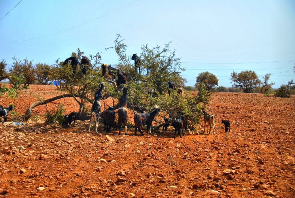 Zdjęcia: AGADIR, AGADIR, KOZUNIE, MAROKO Zdjęcia: AGADIR, AGADIR, KOZUNIE, MAROKO