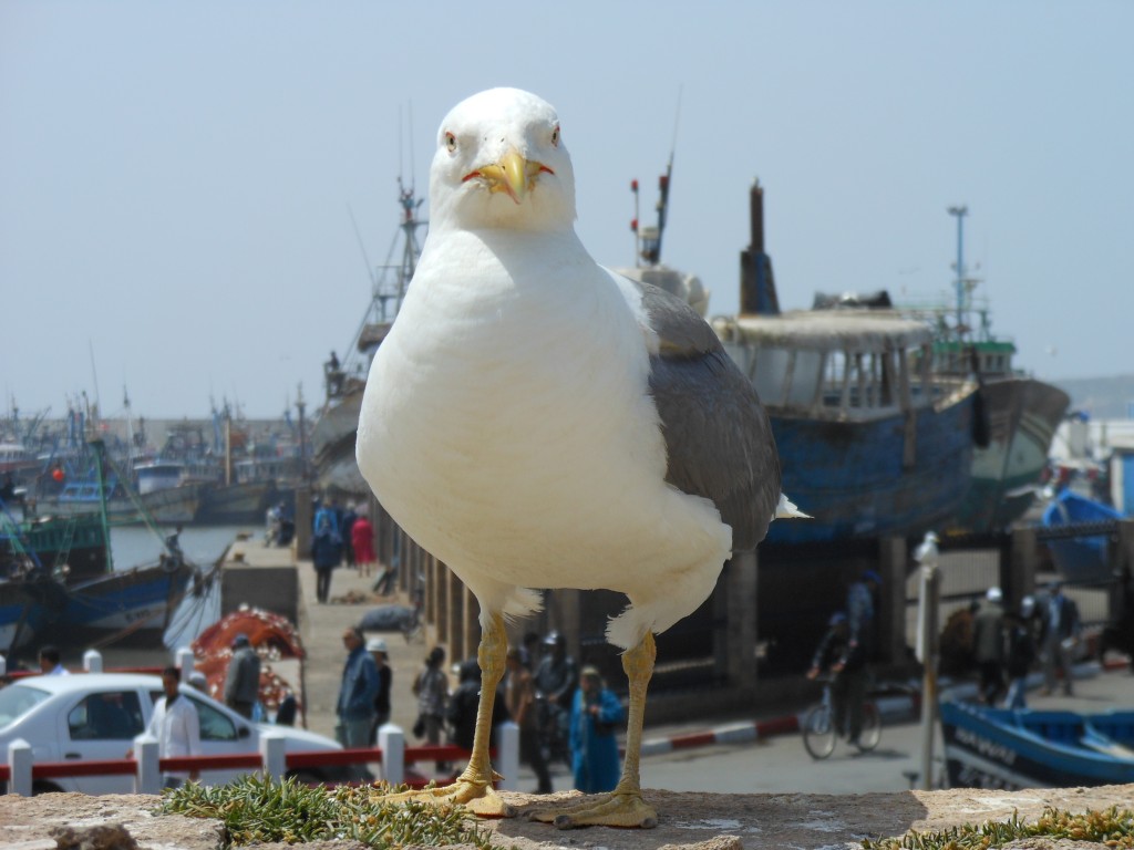 Zdjęcia: w porcie, Essaouira, Dzień nad oceanem, MAROKO Zdjęcia: w porcie, Essaouira, Dzień nad oceanem, MAROKO
