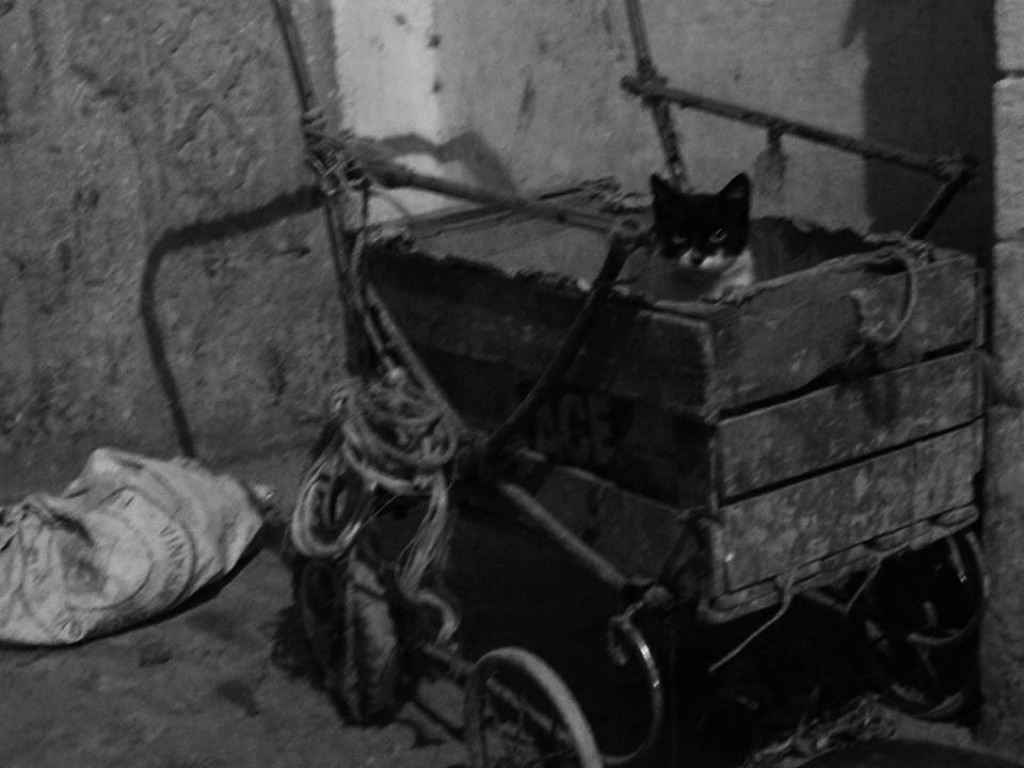 Zdjęcia: fes, fes, kotek mamrotek, MAROKO Zdjęcia: fes, fes, kotek mamrotek, MAROKO
