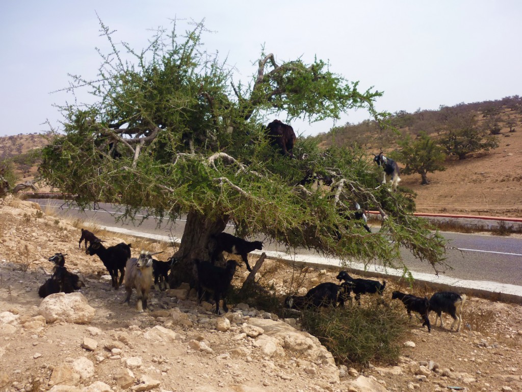 Zdjęcia: Agadir, Agadir, Kozy na arganiach, MAROKO Zdjęcia: Agadir, Agadir, Kozy na arganiach, MAROKO