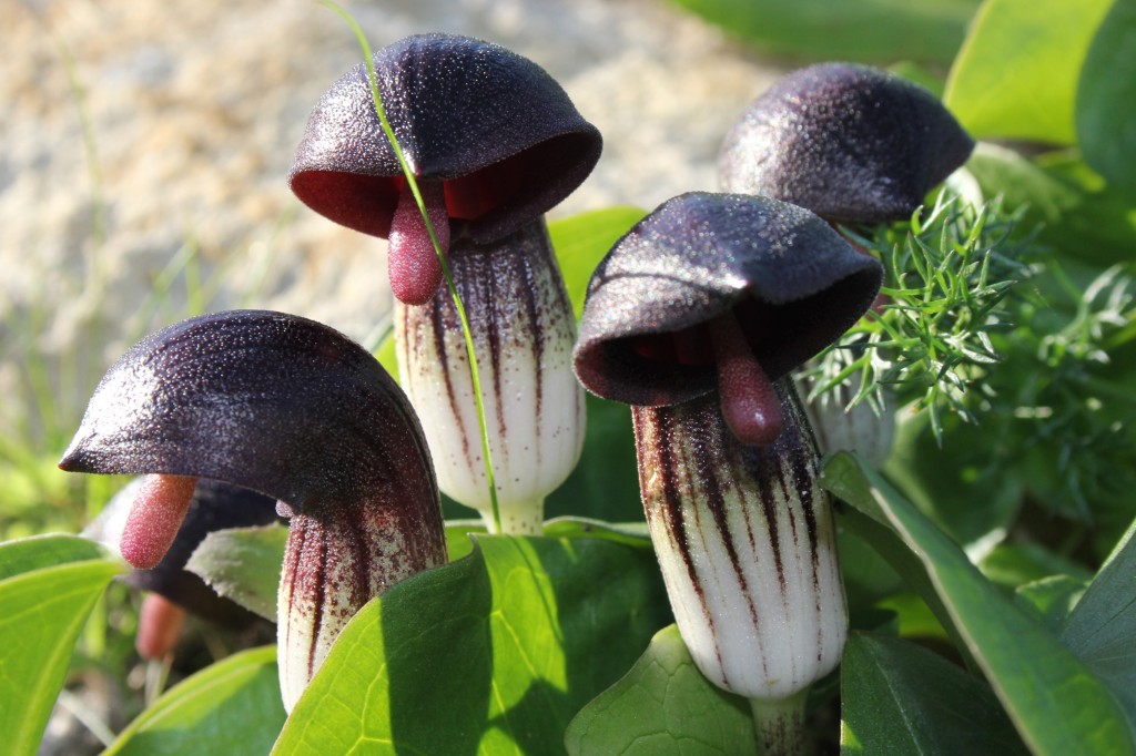 Zdjęcia: Volubilis, Maroko Północne, Storczyk kobra, MAROKO Zdjęcia: Volubilis, Maroko Północne, Storczyk kobra, MAROKO