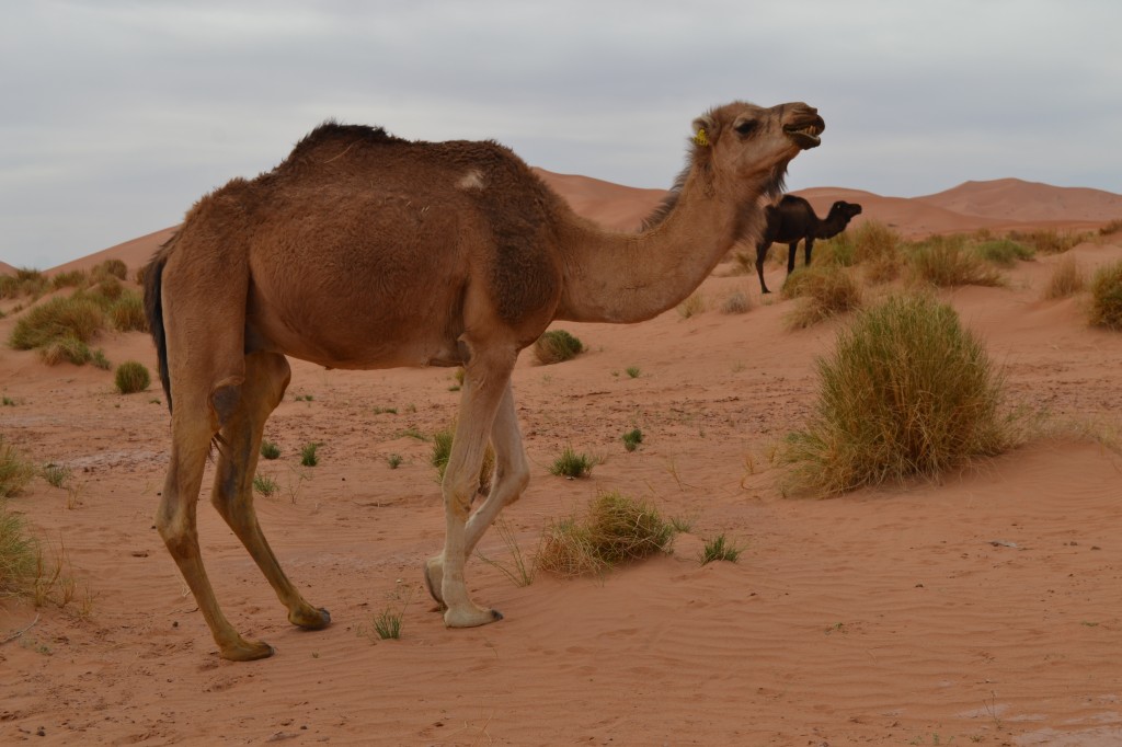 Zdjęcia: Erg Chebbi, Errachidia, Uśmiech Afryki, MAROKO Zdjęcia: Erg Chebbi, Errachidia, Uśmiech Afryki, MAROKO