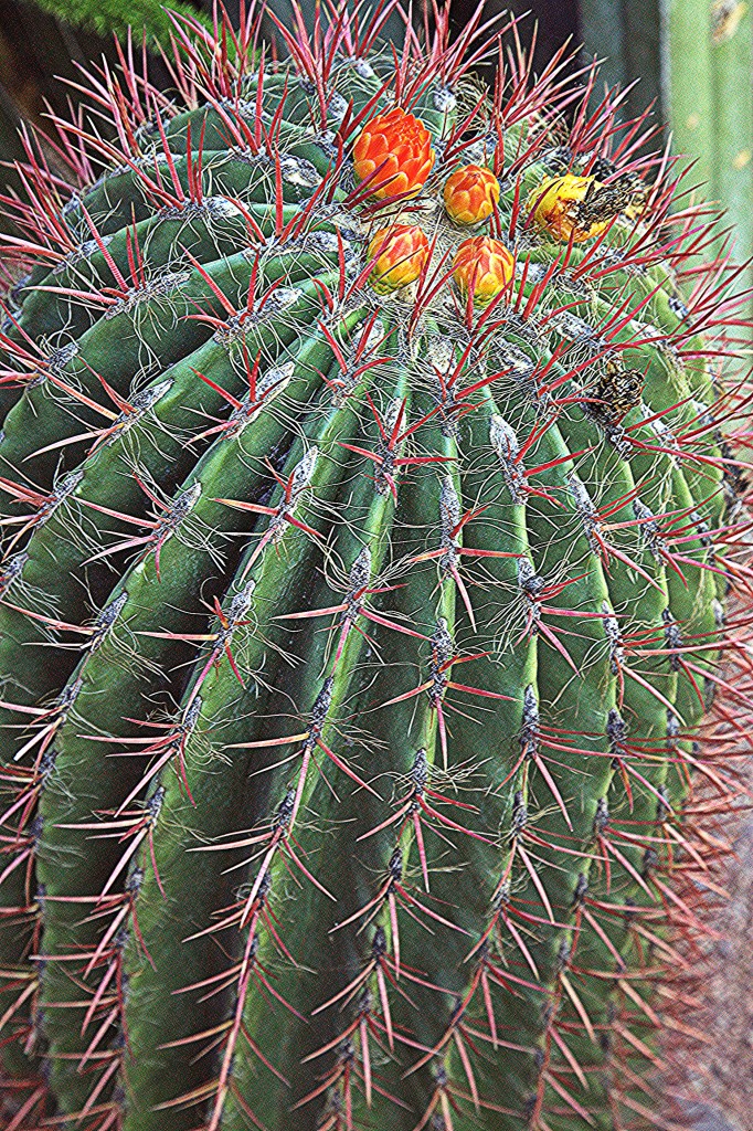 Zdjęcia: Ogród Majorelle, Marrakesz, Kaktusik, MAROKO Zdjęcia: Ogród Majorelle, Marrakesz, Kaktusik, MAROKO
