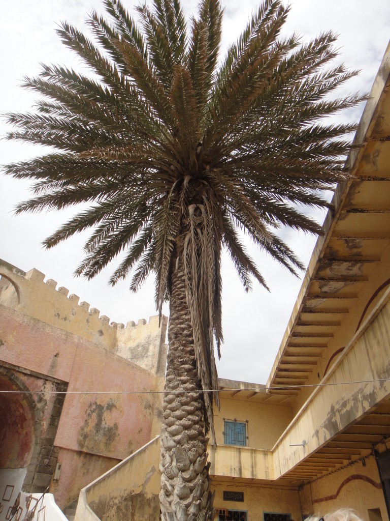 Zdjęcia: Essaoira, ., Palma , MAROKO Zdjęcia: Essaoira, ., Palma , MAROKO