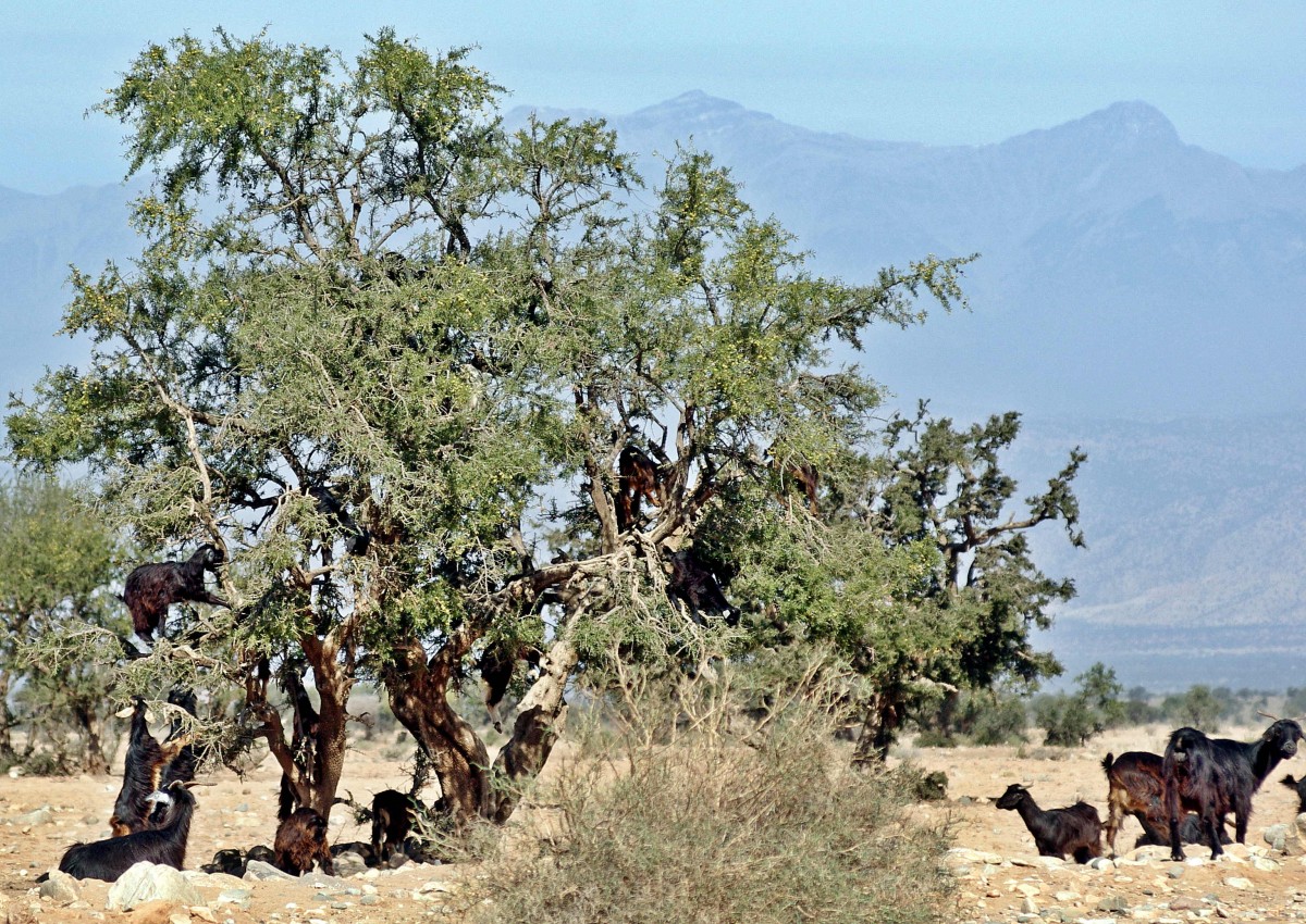 Zdjęcia: okolice Taroudant, Atlas, Kozy na drzewie arganowym, MAROKO Zdjęcia: okolice Taroudant, Atlas, Kozy na drzewie arganowym, MAROKO