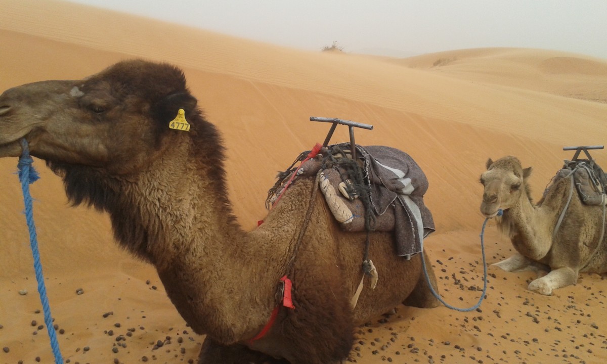 Zdjęcia: Maroko, Maroko, pustynia, MAROKO Zdjęcia: Maroko, Maroko, pustynia, MAROKO