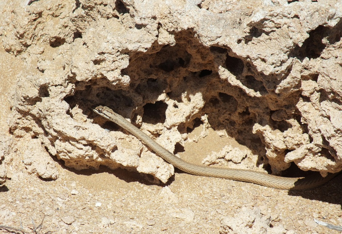 Zdjęcia: Sahara, Sahara Zachodnia, Zimowe promienie słoneczne wywabiły węża, MAROKO Zdjęcia: Sahara, Sahara Zachodnia, Zimowe promienie słoneczne wywabiły węża, MAROKO