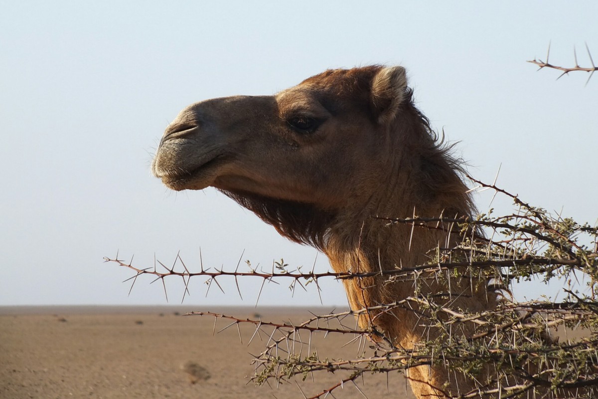 Zdjęcia: Sahara , Sahara Zachodnia, Ukryty za akacją, MAROKO Zdjęcia: Sahara , Sahara Zachodnia, Ukryty za akacją, MAROKO