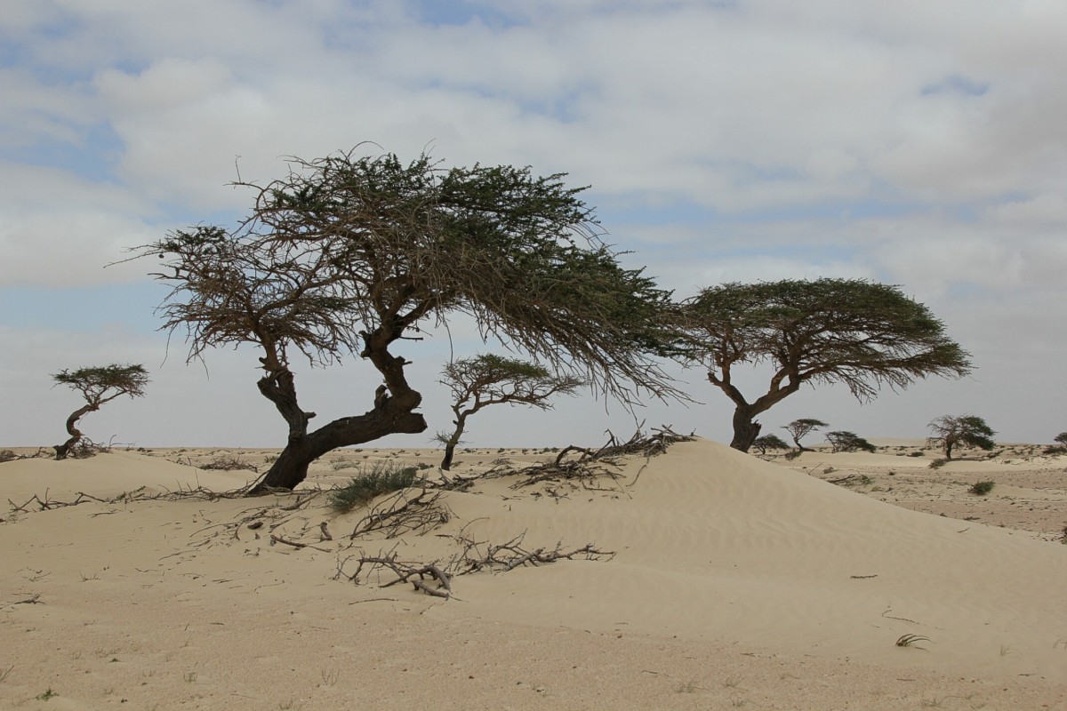 Zdjęcia: Sahara, Sahara Zachodnia, Pustynne klimaty, MAROKO Zdjęcia: Sahara, Sahara Zachodnia, Pustynne klimaty, MAROKO