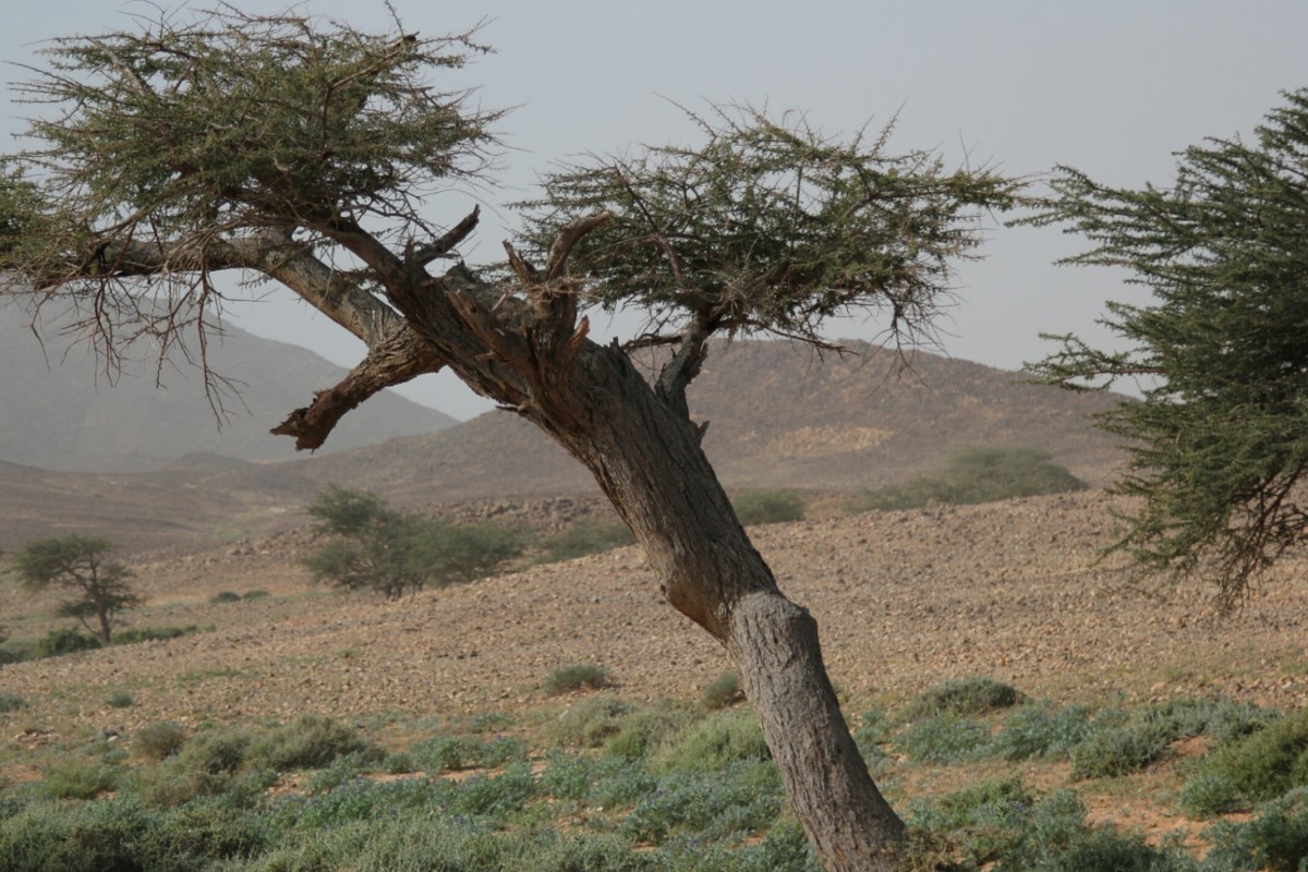 Zdjęcia: Sahara , Sahara Zachodnia, Pocztówka z Sahary, MAROKO Zdjęcia: Sahara , Sahara Zachodnia, Pocztówka z Sahary, MAROKO