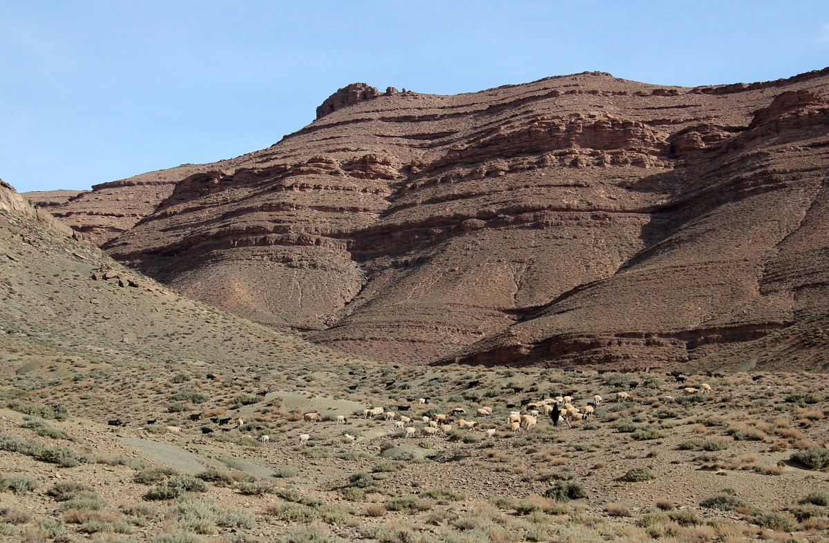 Zdjęcia: gdzieś po drodze, Sahara Zachodnia, Pastwisko, MAROKO Zdjęcia: gdzieś po drodze, Sahara Zachodnia, Pastwisko, MAROKO