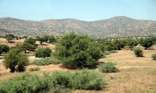 Zdjęcie MAROKO / - / Droga do Taliouine / Droga do Taliouine - drzewa arganowe.