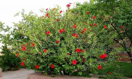Zdjcie MAROKO /   / Taliouine / Hibiskus przy hotelu IBN TOUMERT