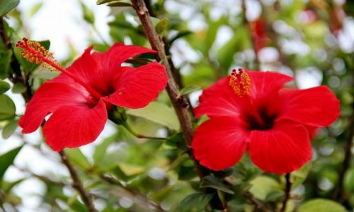 Zdjcie MAROKO /   / Taliouine / Hibiskus z bliska